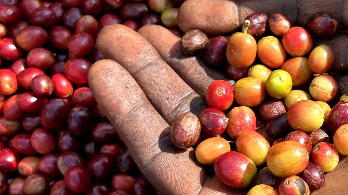 Mangos für Kinderrechte – Kinder stärken. Ursachen verändern.