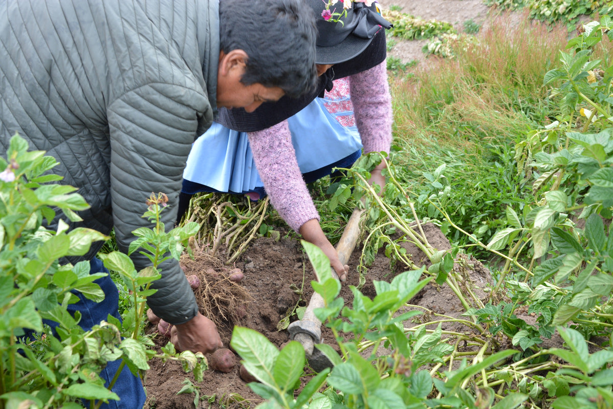 AGROPIA – Kartoffelernte und Mitglieder der Kooperative AGROPIA in der Region Huancayo, Peru.