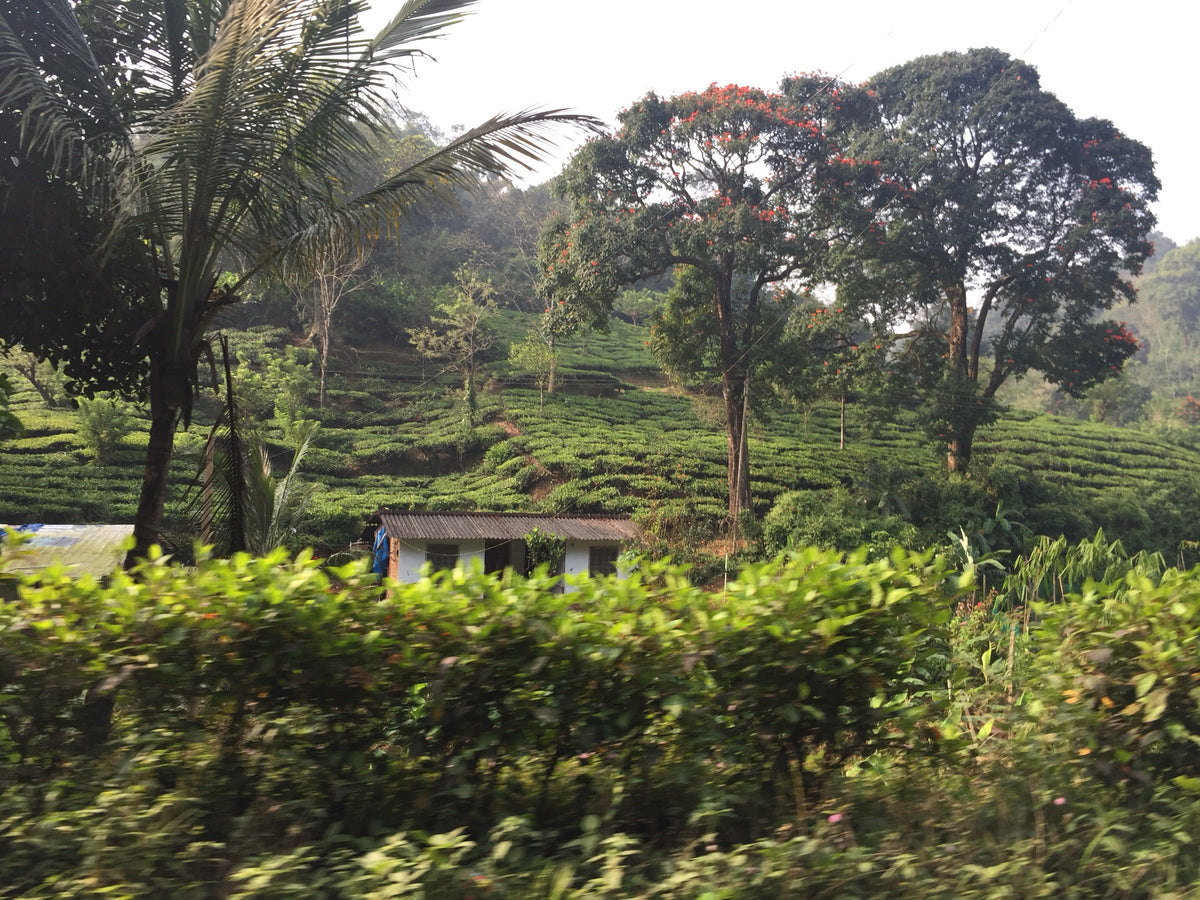 Organic Wayanad