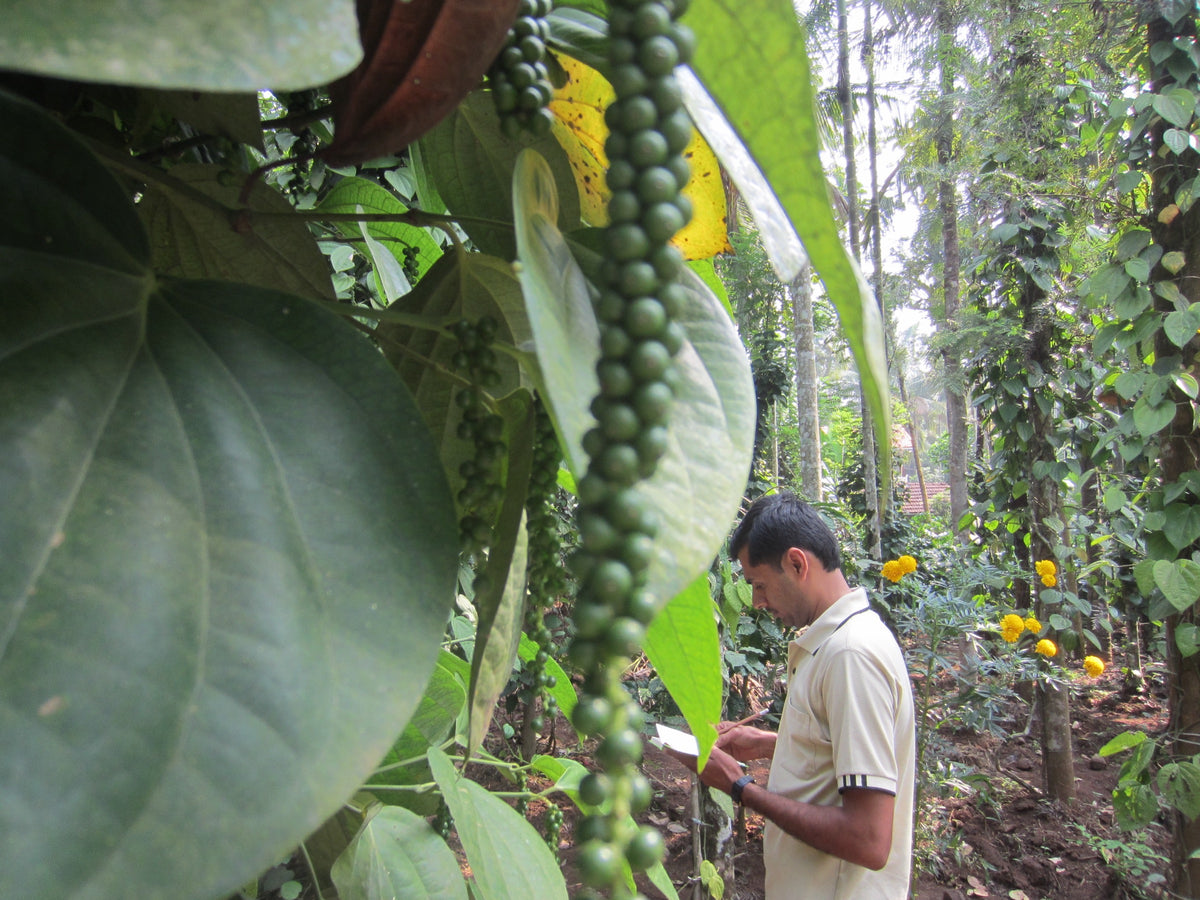 Organic Wayanad