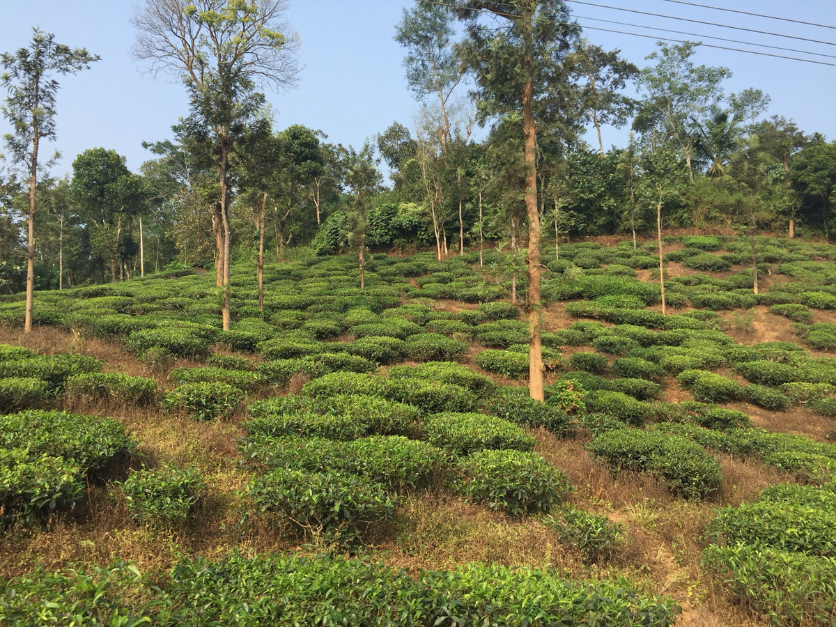 Organic Wayanad