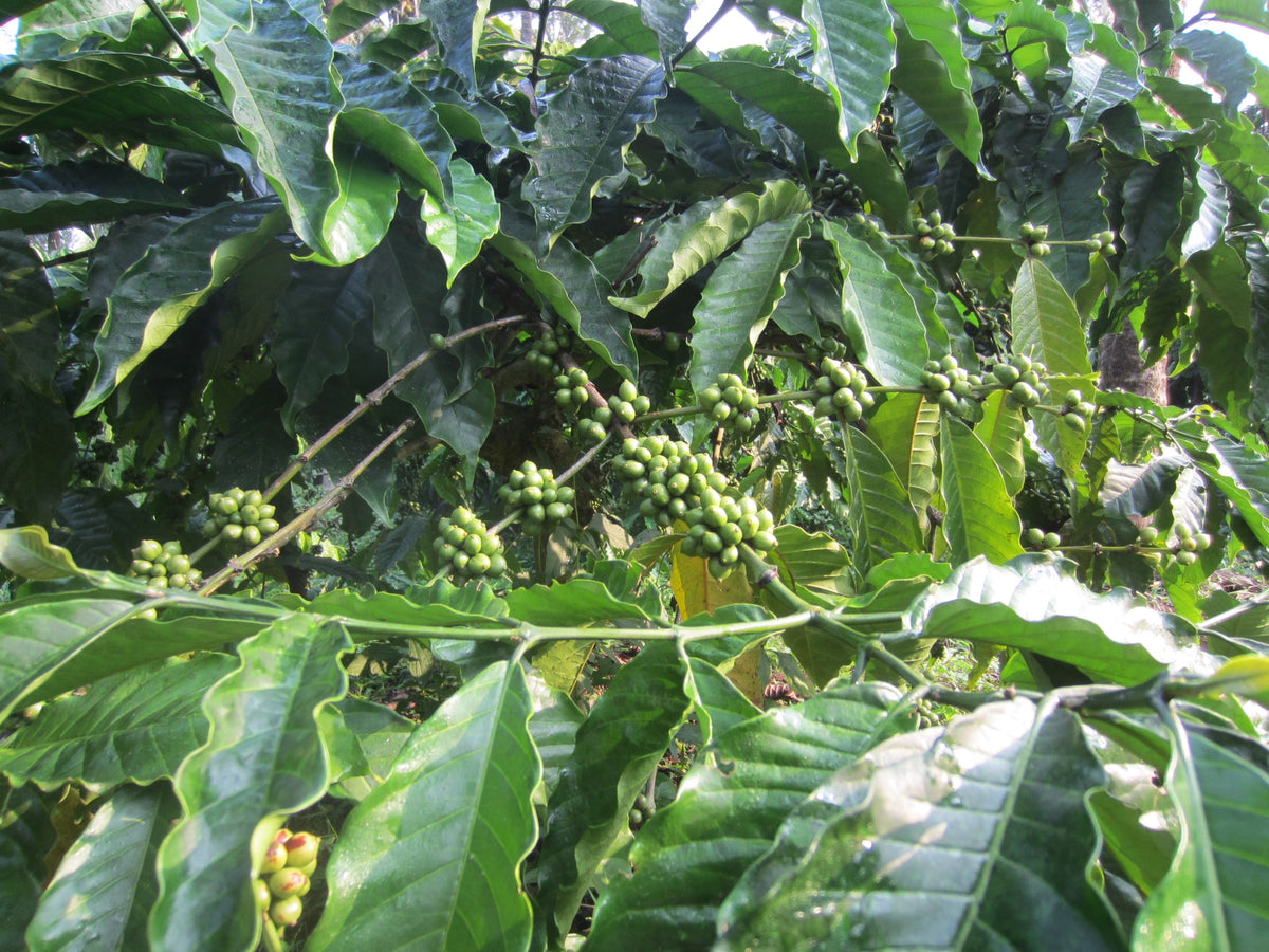 Organic Wayanad